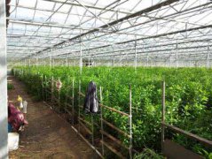 用于農業與園藝的臭氧消毒