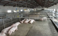 豬舍消毒用什么消毒效果好